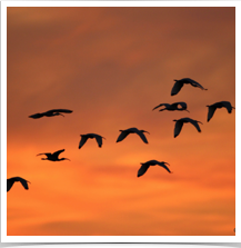 Glossy Ibis - Sunset Migration